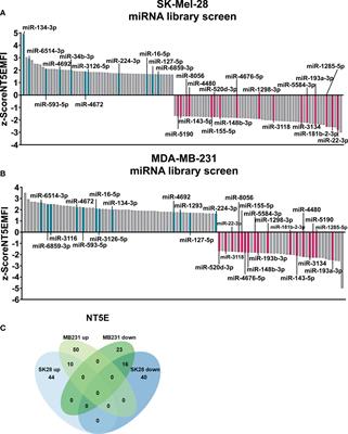Novel microRNAs modulating ecto-5′-nucleotidase expression